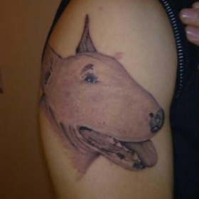 street jungle tattoo   ---ritratto bull terrier